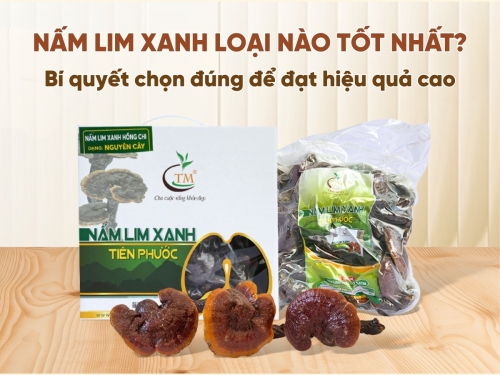 Nấm Lim Xanh loại nào tốt nhất? Bí quyết chọn đúng để đạt hiệu quả cao